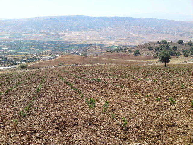 Vineyard